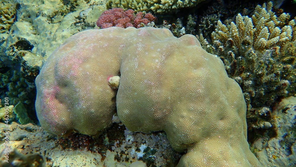 Hump coral (Porites lutea var. or solida var.) with the result of vandal's joke who broke Acropora coral, undersea, Red Sea, Egypt, Sharm El Sheikh, Nabq Bay