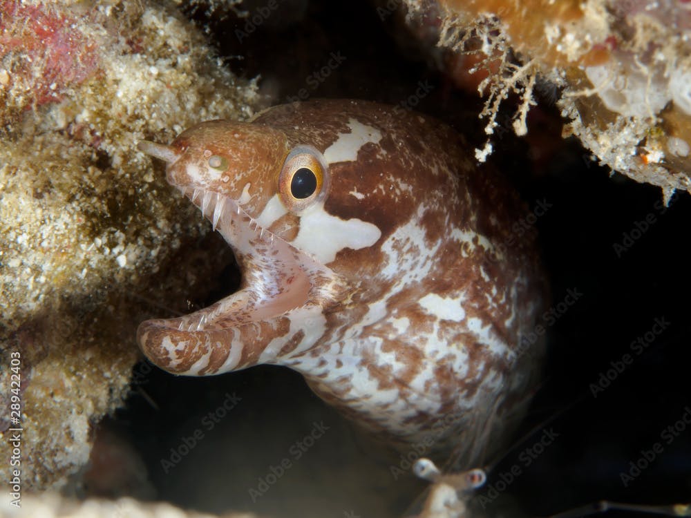 Lipspot moray