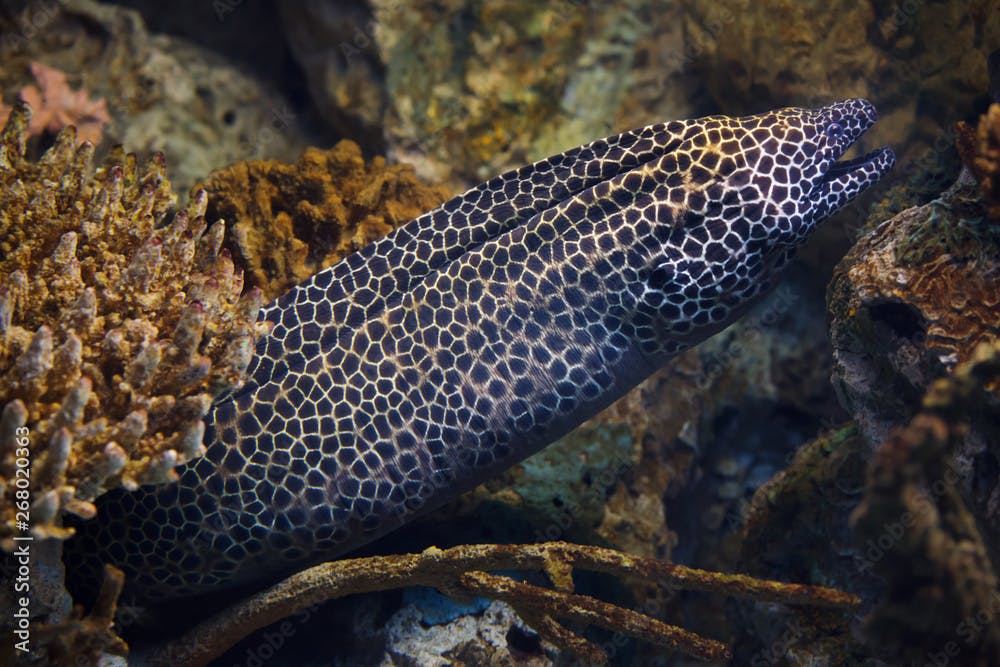 Laced moray (Gymnothorax favagineus)