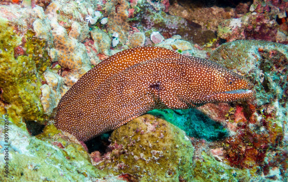 Close up, Macro: Laced moray(Gymnothorax favagineus), underwater foto