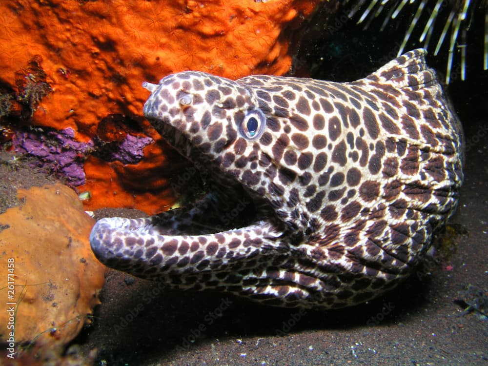 Große Netzmuräne honeycomb moray Gymnothorax favagineus