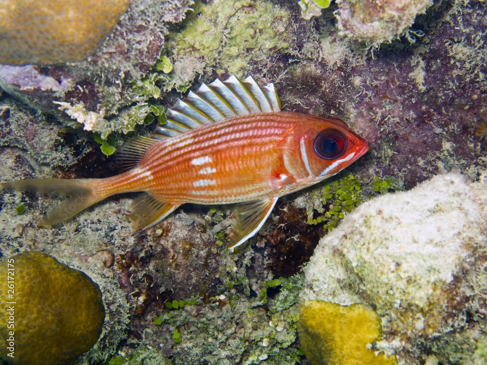 Longspine Squirrelfish (Holocentrus rufus)