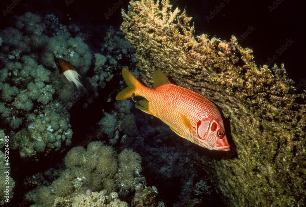 Poisson soldat, Holocentrus rufus, Mer Rouge, Israel