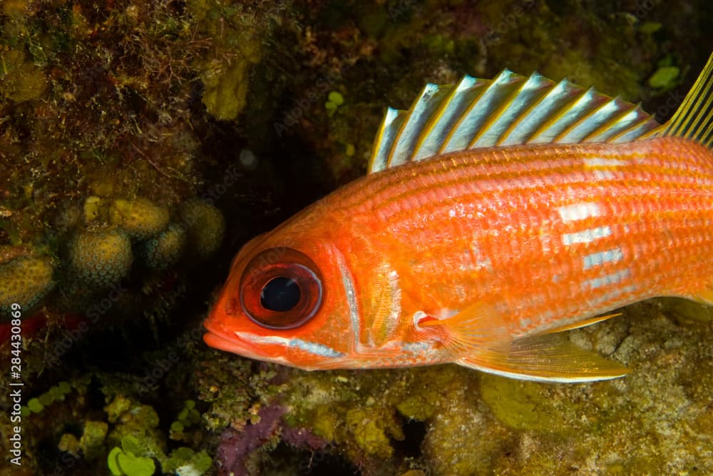 Squirrelfish (Holocentrus rufus) Hol Chan Marine Preserve, Belize Barrier Reef-2nd Largest in the World