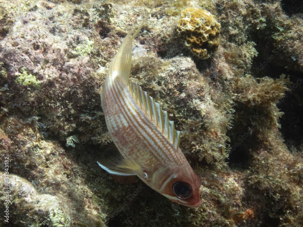 Longspine Squirrelfish