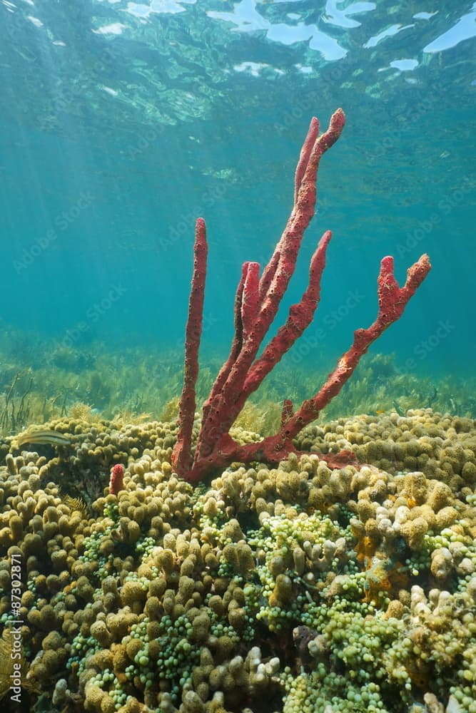 Red tree sponge underwater in Caribbean coral reef