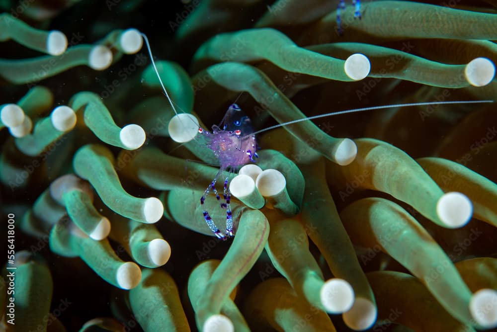 Sarasvati Anemone Shrimp Ancylomenes sarasvati