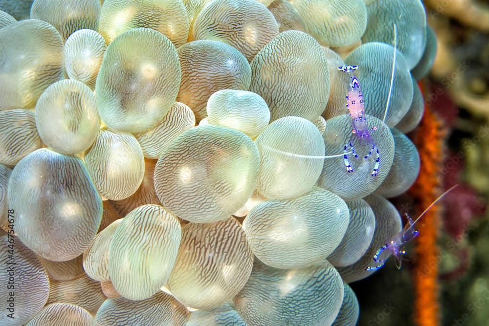 Sarasvati Anemone Shrimp, Ancylomenes sarasvati, Periclimenes sarasvati, Bubble Coral, Plerogyra sinuosa, Lembeh, North Sulawesi, Indonesia, Asia