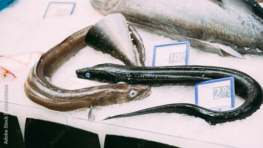 Raw Delicious Sea Conger Fish On Ice With Price Tag On Market Store Shop