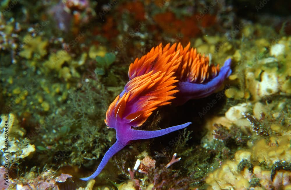 Spanish Shawl Nudibranch on the Bottom in the Catalina Dive Park at Casino Point