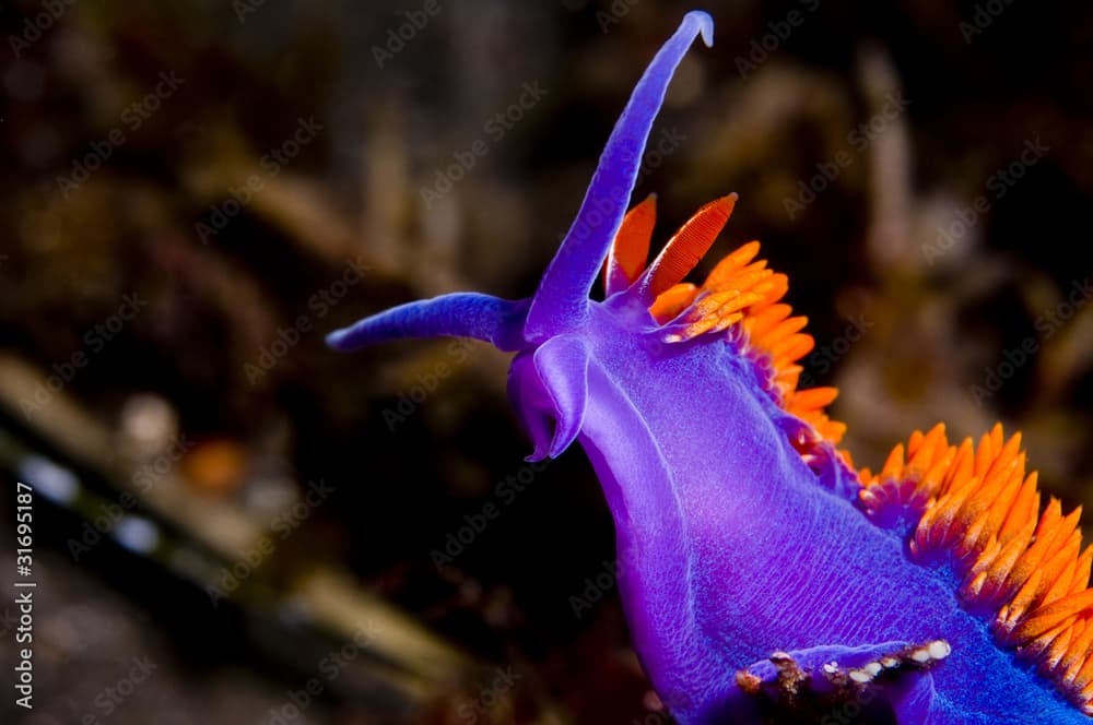 Flabellina iodinea (Spanish shawl)