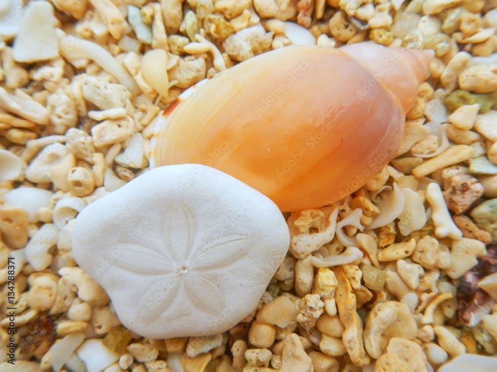 Sand dollar and shell lying on the beach