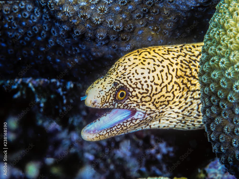 Golden Moray ell on coral reef