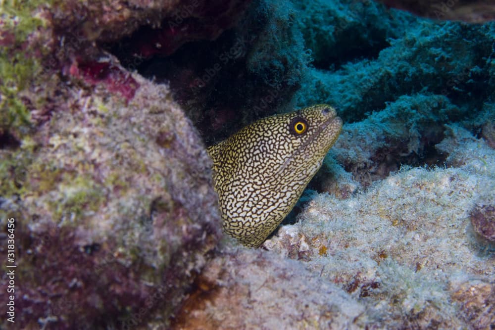 Goldentail Moray Eel (Gymnothorax miliaris)