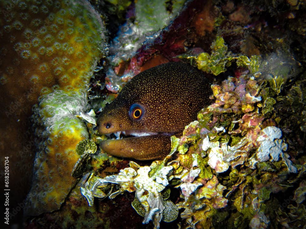 Goldentail moray eel (Gymnothorax miliaris) in coralhead in the Carribbean, Roatan, Bay Islands, Honduras