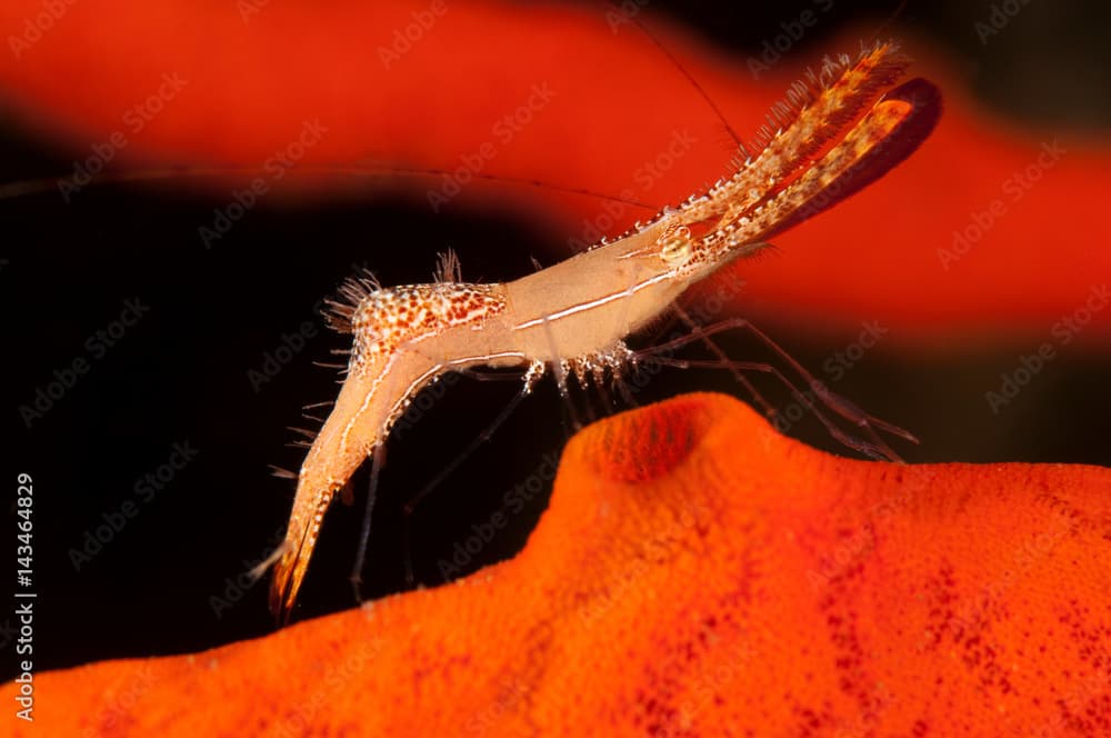 Rock shrimp, Leander plumosus, Sulawesi Indonesia