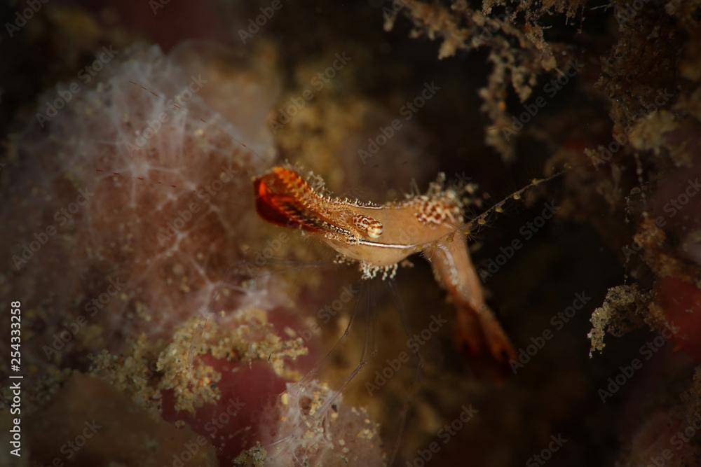 Donald Duck Shrimp (Leander plumosus). Picture was taken in Ambon, Indonesia