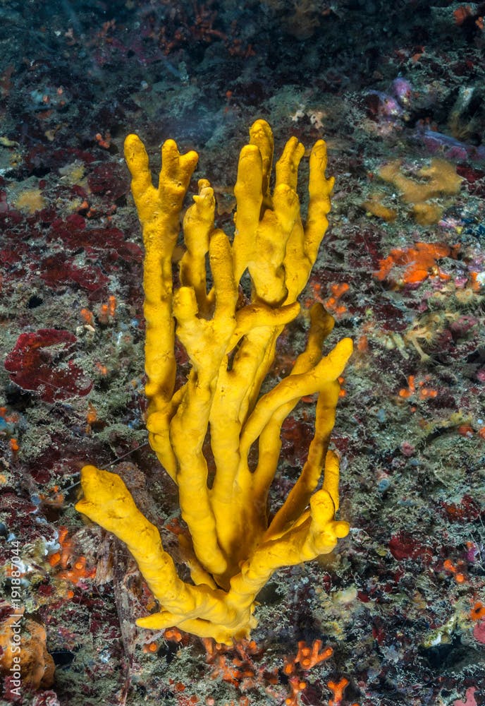 Axinella polypoides 847_190 R, Esponja amarilla, esponja.