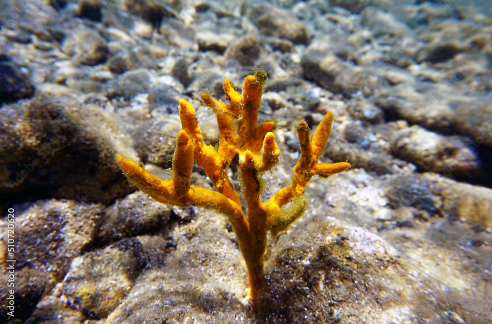 Yellow antlers sponge (Axinella polypoides) in Mediterranean Sea