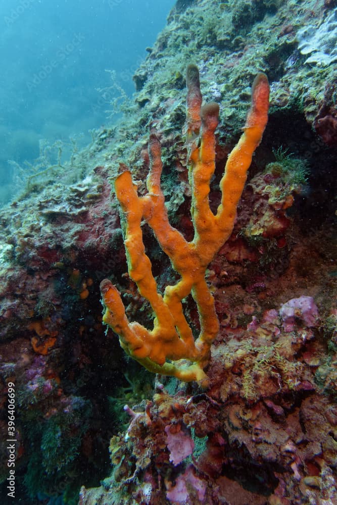 Yellow antlers sponge (Axinella polypoides) in Mediterranean Sea