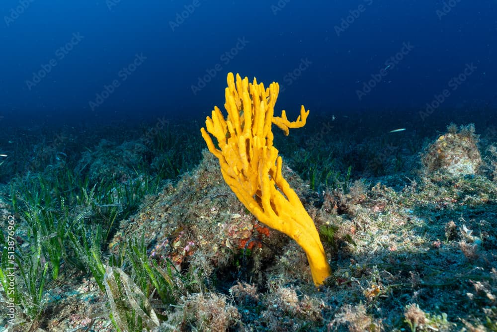 In primo piano spugna gialla, Axinella polypoides, intorno giovani piante di pèosidonia