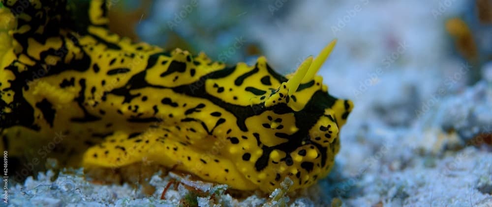 A banana nudibranch (Aegires minor) is slowly crawling across the seabed, Raja Ampat, Indonesia, Asia