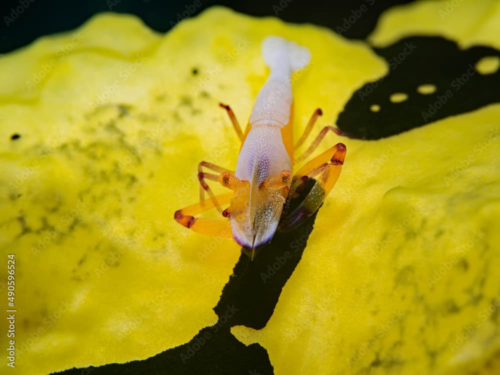 Emperor Shrimp (Periclimenes imperator) on Banana Nudibranch (Aegires minor)