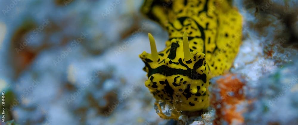 A banana nudibranch (Aegires minor) is slowly crawling across the seabed, Raja Ampat, Indonesia