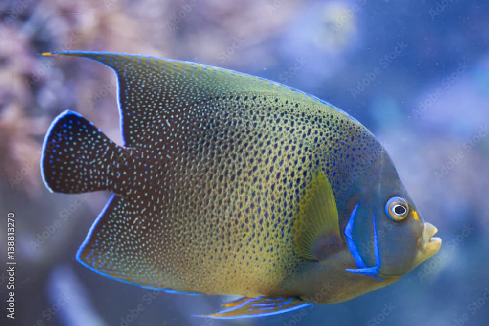 Semicircle angelfish (Pomacanthus semicirculatus)