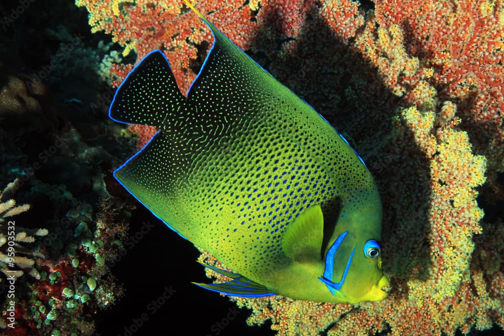 Koran Angelfish (Pomacanthus Semicirculatus, aka Semicircle Angelfish). Nusa Penida, Bali, Indonesia