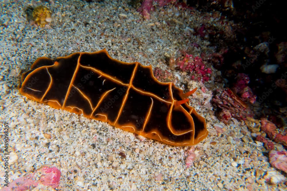 Halgerda Reticulidia (reticulidia halgerda) a sea slug, a dorid nudibranch, a shell-less marine gastropod mollusk on a sandy bottom near Anilao, Philippines.  Underwater photography and travel.