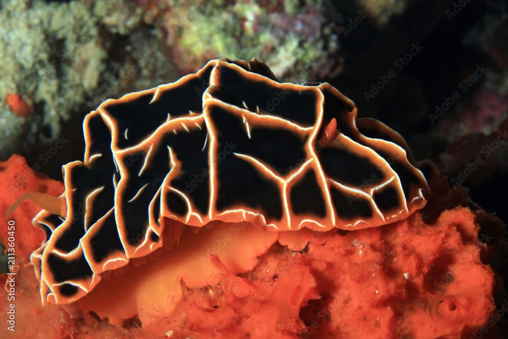 Reticulidia Halgerda on a Coral. Moalboal, Philippines