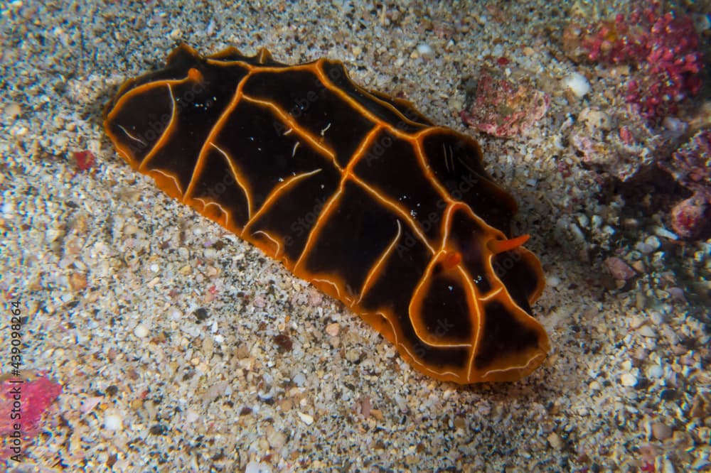 Halgerda Reticulidia (reticulidia halgerda) a sea slug, a dorid nudibranch, a shell-less marine gastropod mollusk on a sandy bottom near Anilao, Philippines.  Underwater photography and travel.