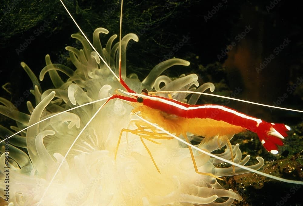 CLEANER SHRIMP lysmata grabhami ON SEA ANEMON