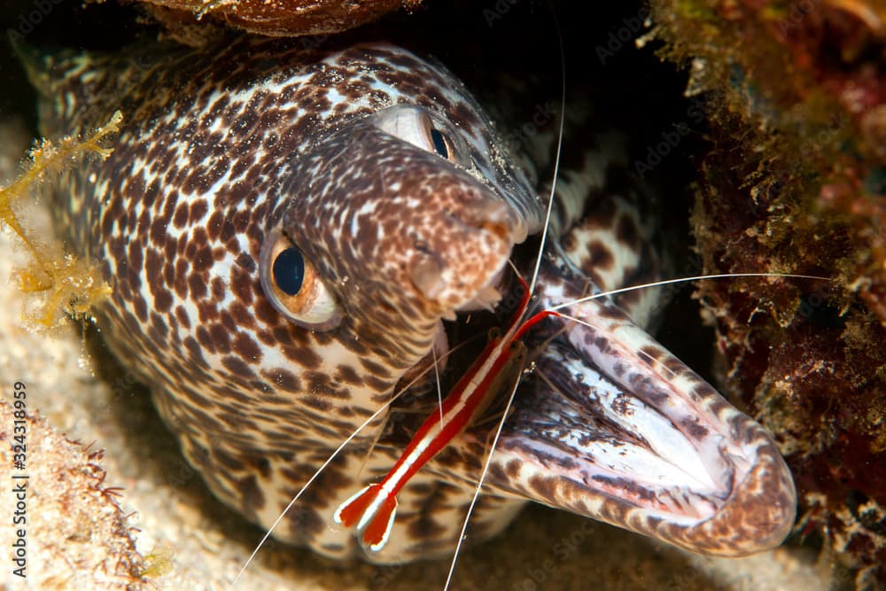 Caribbean, Curacao, Laced moray, Gymnothorax favagineus, and Cleaner shrimp, Lysmata grabhami