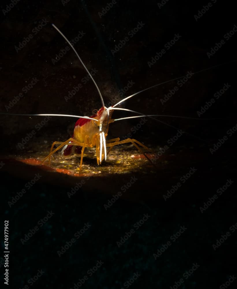 Scarlet-striped cleaning shrimp (Lysmata grabhami)on the reef off the Dutch Caribbean island off Sint Maarten