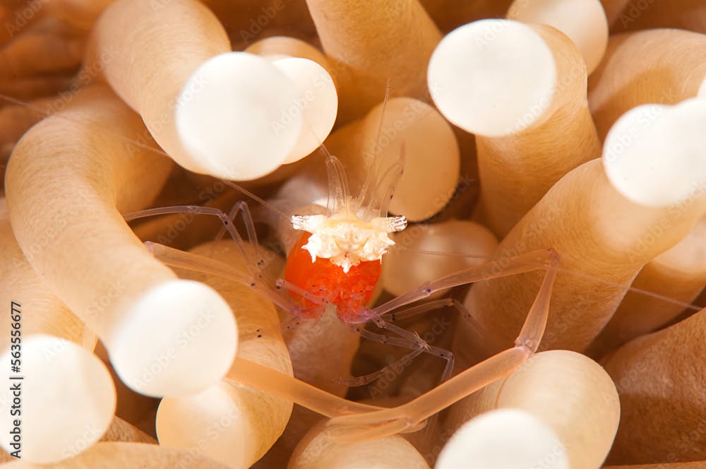Mushroom coral shrimp ( Periclimenes kororensis ) resting in sea anemone tentacle of Bali, Indonesia	