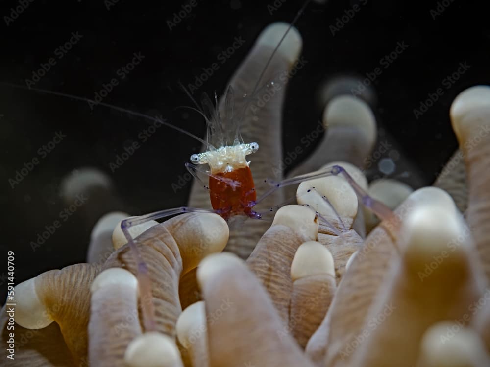 Popcorn Shrimp, Pilzkorallen-Garnele (Periclimenes Kororensis)