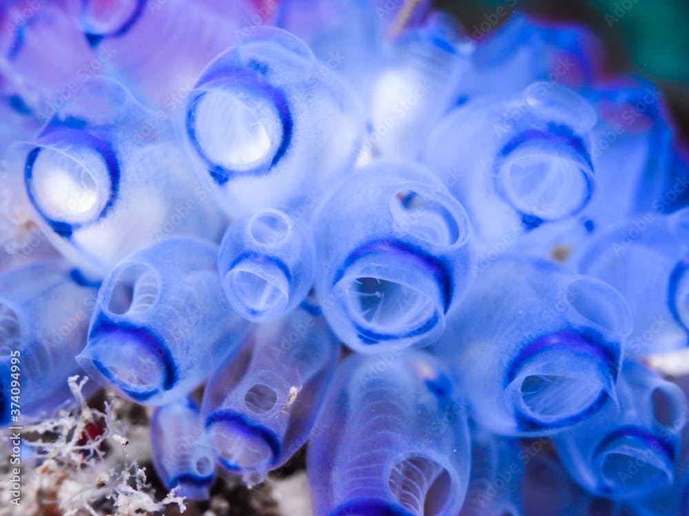 a colony of Purple tunicates (Clavelina picta) close-up 