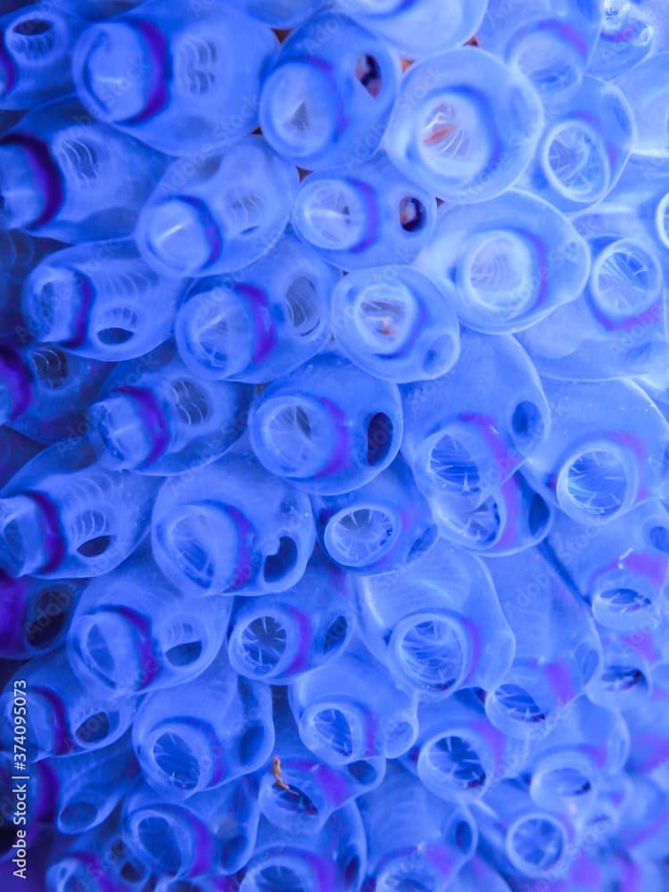 a colony of Purple tunicates (Clavelina picta) close-up 