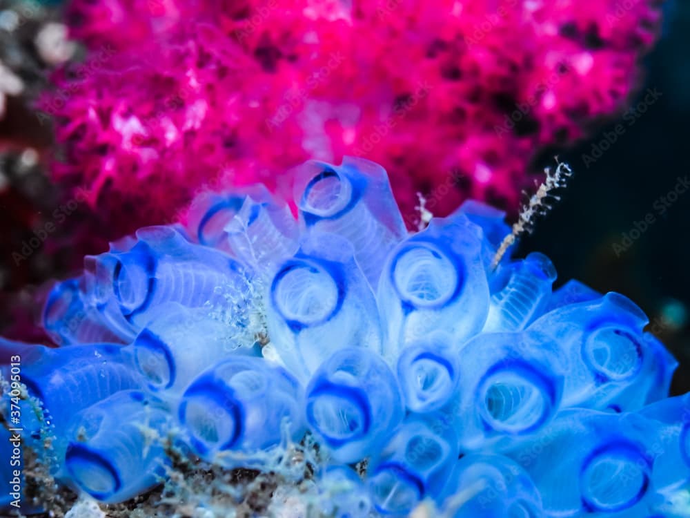 a colony of Purple tunicates (Clavelina picta) close-up 