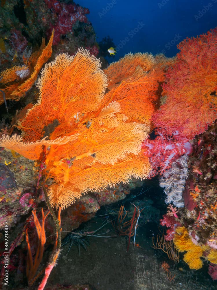 Sea fans, and Painted spiny lobsters under the rock