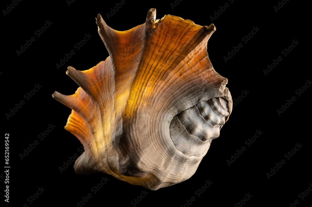 Glow big shell on dark background