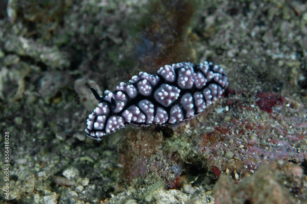 Pustulose Wart Slug Phyllidiella pustulosa