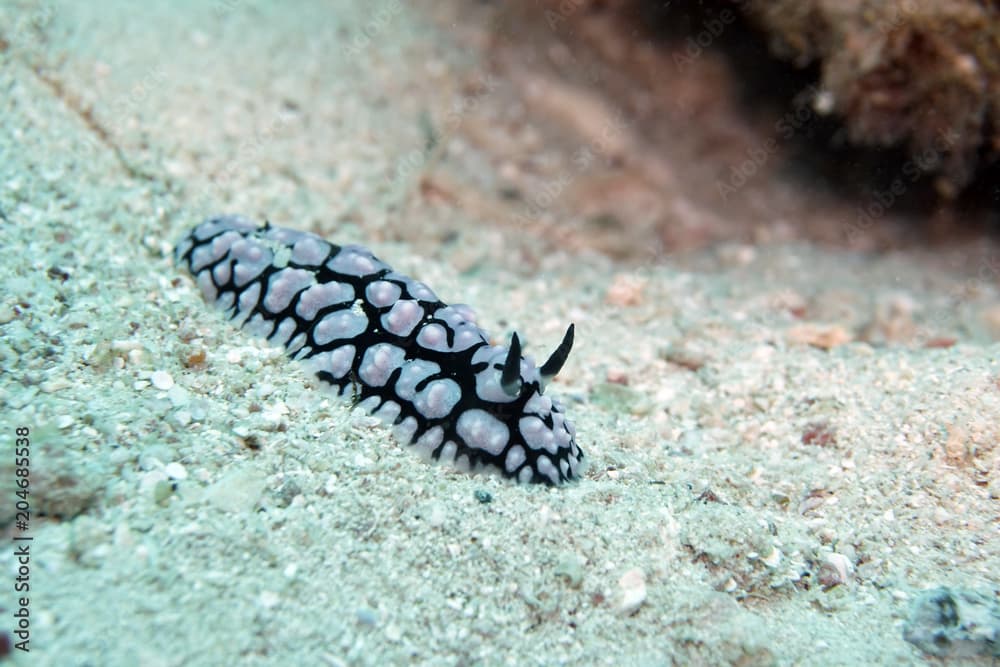 Warzenschnecke (Phyllidiella pustulosa)