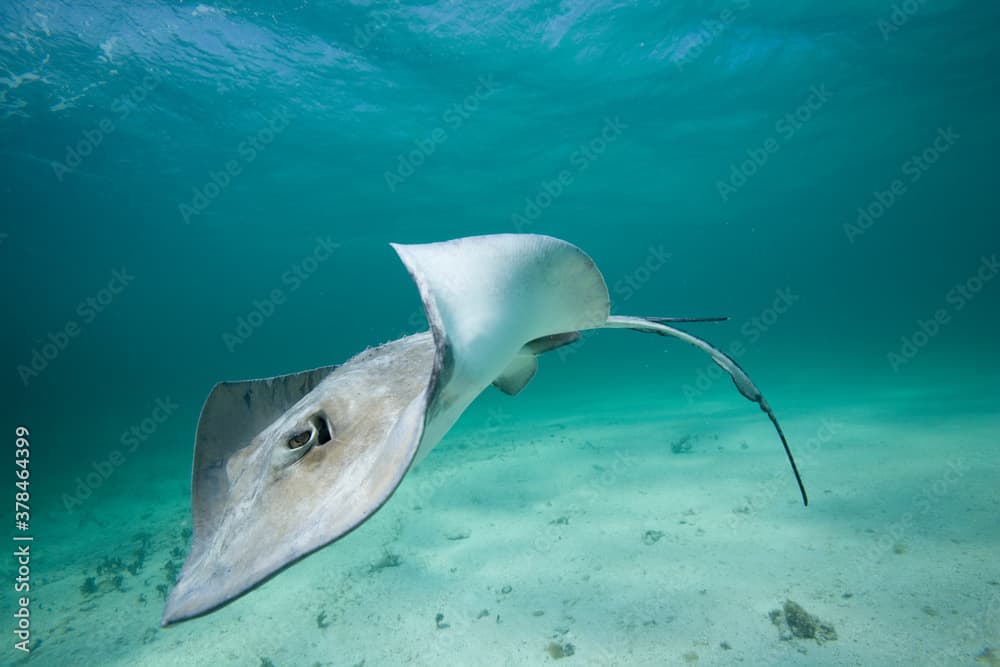 Southern Stingray, Grand Cayman, Cayman Islands, Caribbean