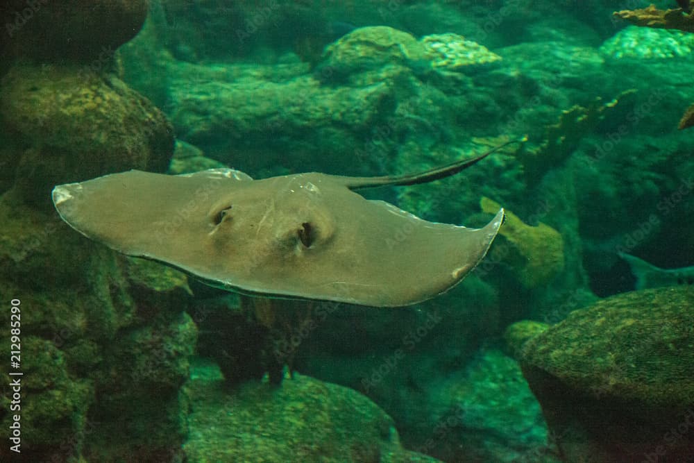 Southern Stingray Dasyatis americana