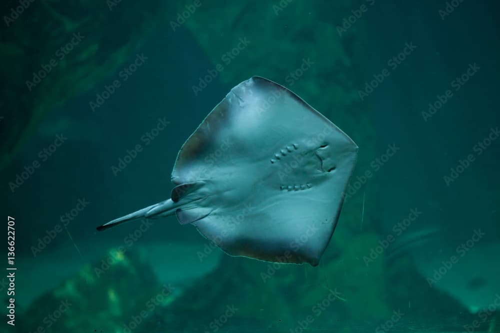 Southern stingray (Dasyatis americana).