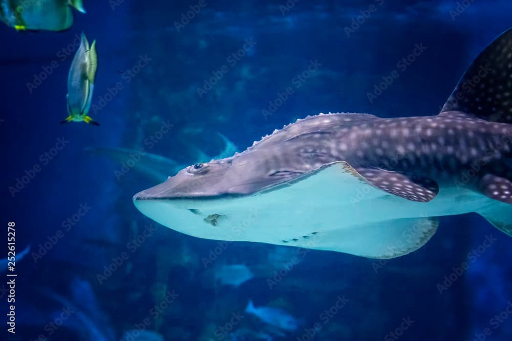 Southern stingray- DASYATIS AMERICANA in tropical coastal water of Pacific ocean.