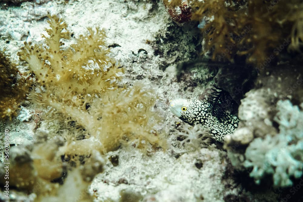 White spotted moray eel in coral reef